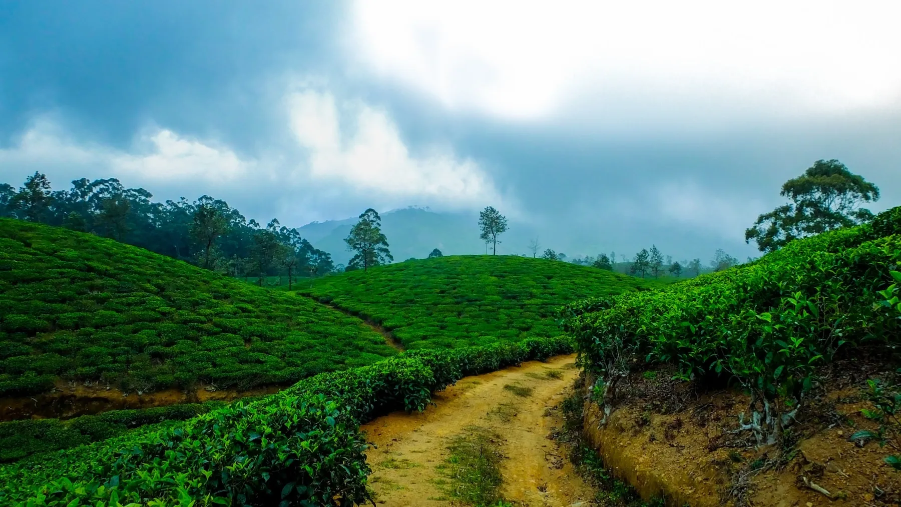 Website Design for Your Business in Kerala